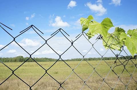 лето с сеткой рабицей